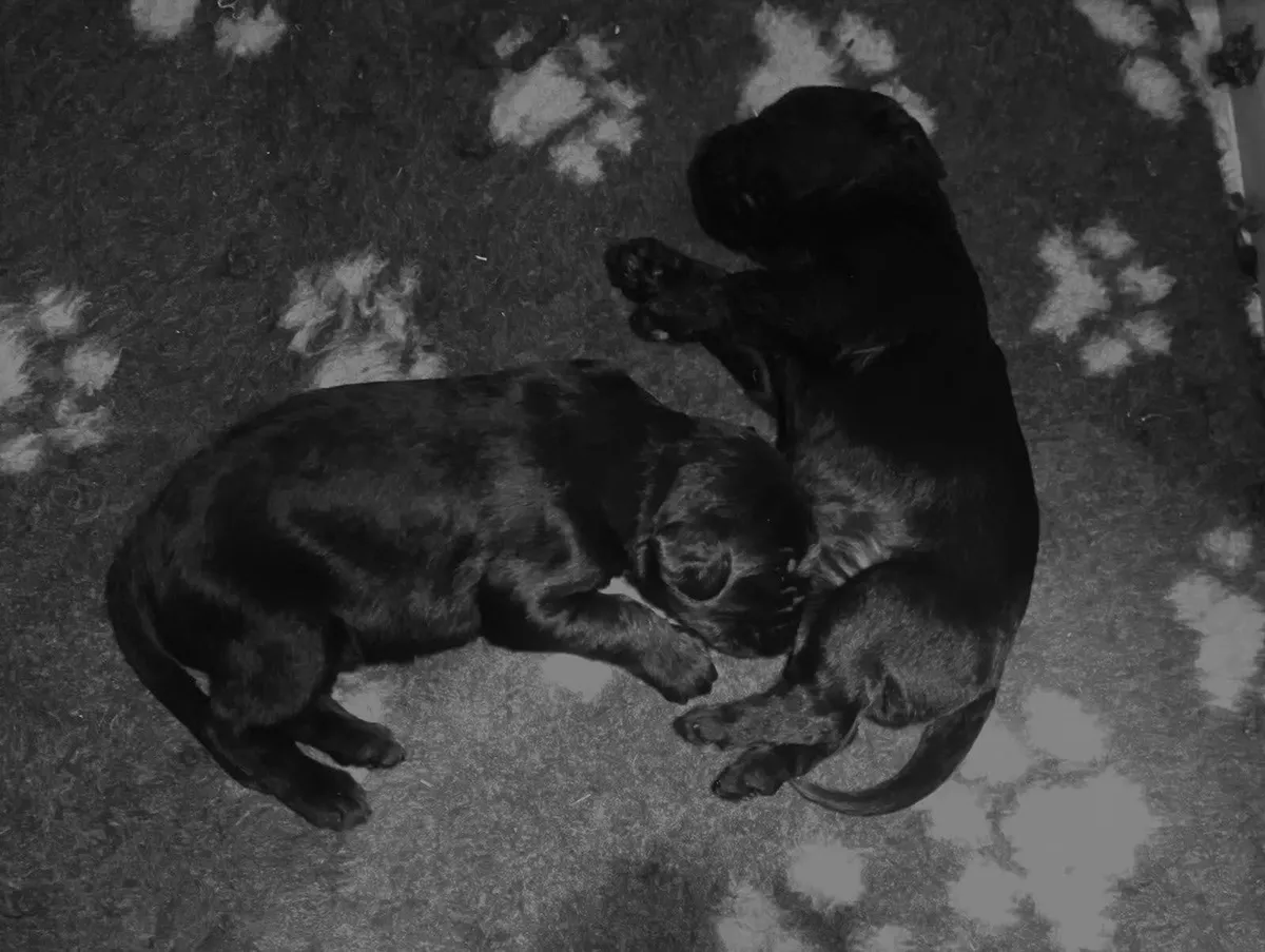 Due cuccioli di Riesenschnauzer nero